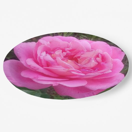 Romantic Pink Rose "Leonardo Da Vinci" Papieren Bordje (Gekanteld)