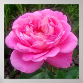 Romantic Pink Rose "Leonardo Da Vinci" Poster (Voorkant)