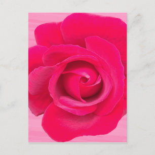 Romantic Red Pink Rose Briefkaart
