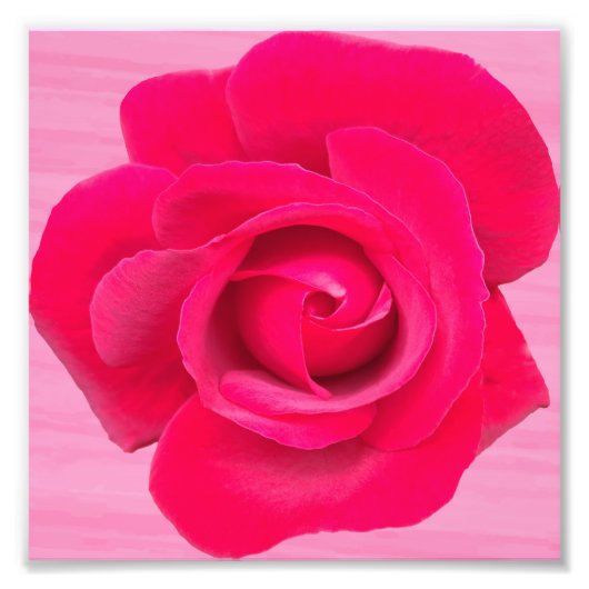 Romantic Red Pink Rose Foto Afdruk (Voorkant)