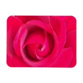 Romantic Red Pink Rose Magneet (Horizontaal)