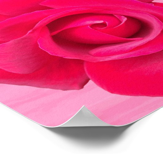 Romantic Red Pink Rose Poster (Hoek)