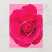 Romantic Red Pink Rose v2 Briefkaart (Voorkant)