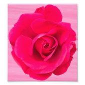 Romantic Red Pink Rose v2 Foto Afdruk (Voorkant)