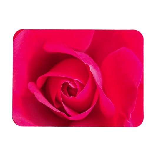 Romantic Red Pink Rose v2 Magneet (Horizontaal)