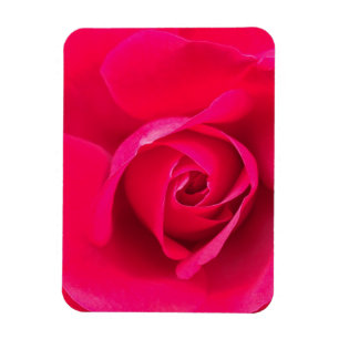 Romantic Red Pink Rose v2 Magneet