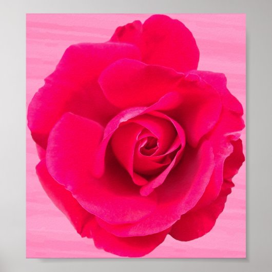 Romantic Red Pink Rose v2 Poster (Voorkant)