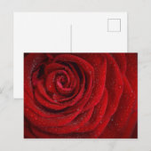 Romantic Red Rose Briefkaart (Voorkant / Achterkant)