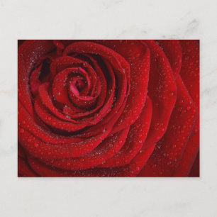 Romantic Red Rose Briefkaart