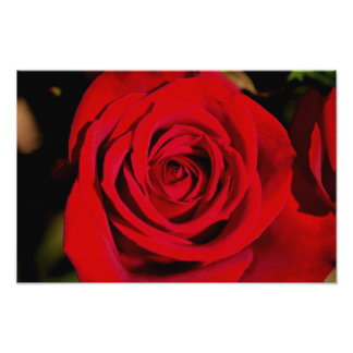 Romantic Red Rose Foto Afdruk