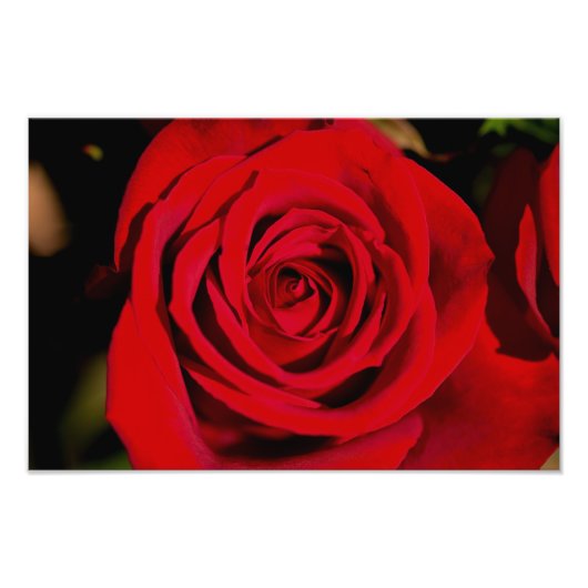 Romantic Red Rose Foto Afdruk (Voorkant)