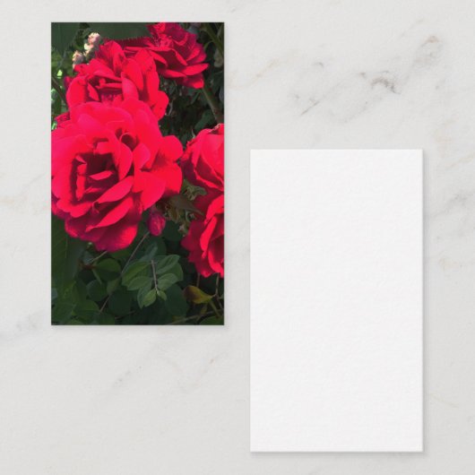 Romantic Red Rose Garden Rosery Informatiekaartje (Voorkant / Achterkant)