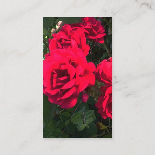 Romantic Red Rose Garden Rosery Informatiekaartje (Voorkant)