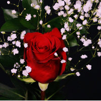 Romantic Red Rose Valentijnse Kaart