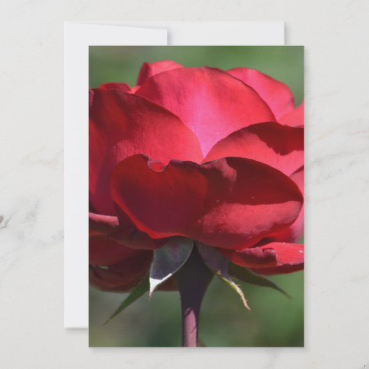 Romantic Red Rose Wedding Kaart (Achterkant)