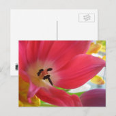 Romantic Red Tulip Briefkaart (Voorkant / Achterkant)