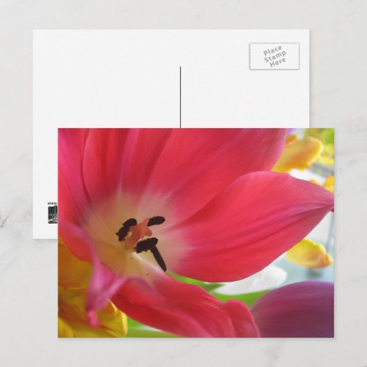 Romantic Red Tulip Briefkaart (Voorkant / Achterkant)