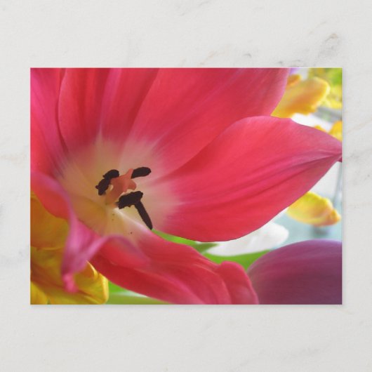 Romantic Red Tulip Briefkaart (Voorkant)