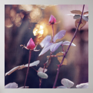 Romantic Roze Buds in Sunset Bokeh Backlight Poster