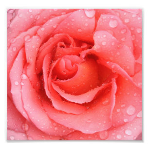 Romantic Roze druppels water Foto Afdruk