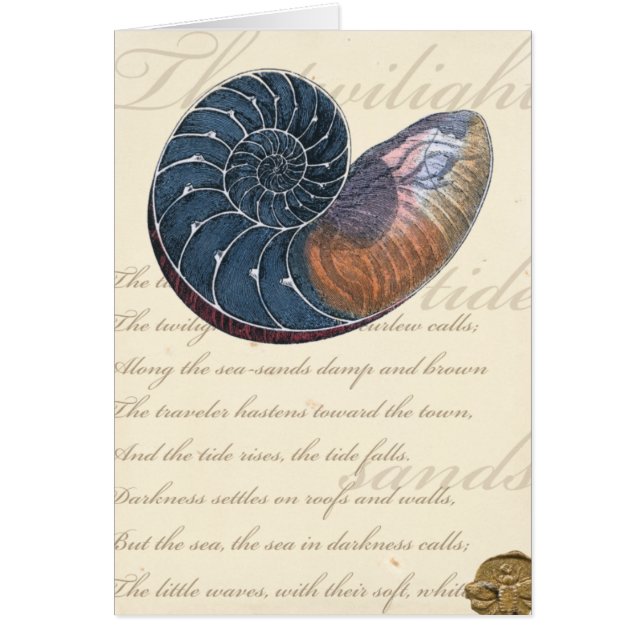 Romantic Seashell (Voorkant)