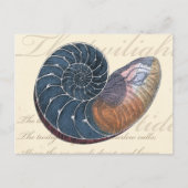 Romantic Seashell Briefkaart (Voorkant)