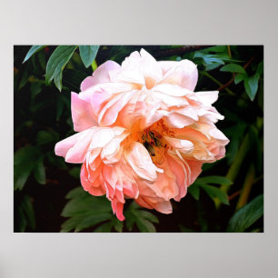 Romantic Spring Peony in Bleek strand Poster