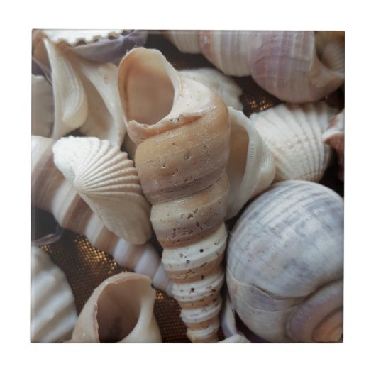 Romantic Tropical Exotic Sea Shells Beach Love Tegeltje (Voorkant)