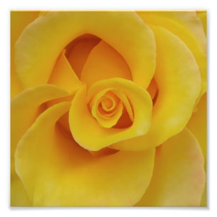 Romantic Yellow Rose Petals Foto Afdruk