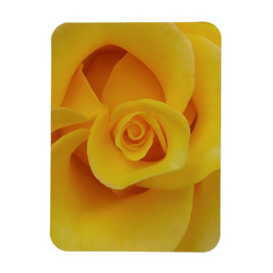 Romantic Yellow Rose Petals Magneet