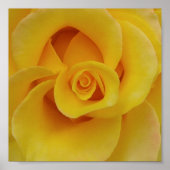 Romantic Yellow Rose Petals Poster (Voorkant)
