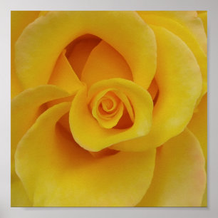 Romantic Yellow Rose Petals Poster