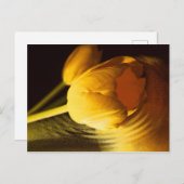 Romantic Yellow Tulip Briefkaart (Voorkant / Achterkant)