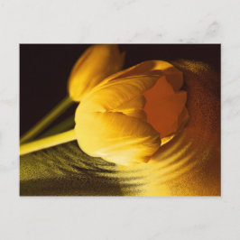 Romantic Yellow Tulip Briefkaart