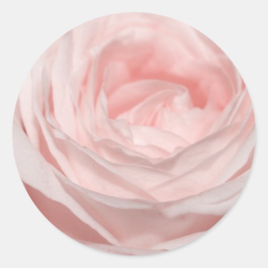 Romantica roze roos ronde sticker (Voorkant)