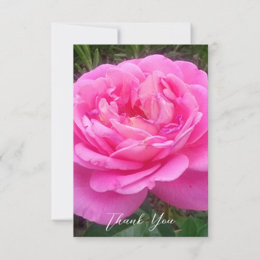 Romantieke Roze Roos 'Leonardo Da Vinci'    Bedankkaart (Voorkant)