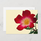 Romantieke Roze Wilde Roos Briefkaart (Voorkant / Achterkant)