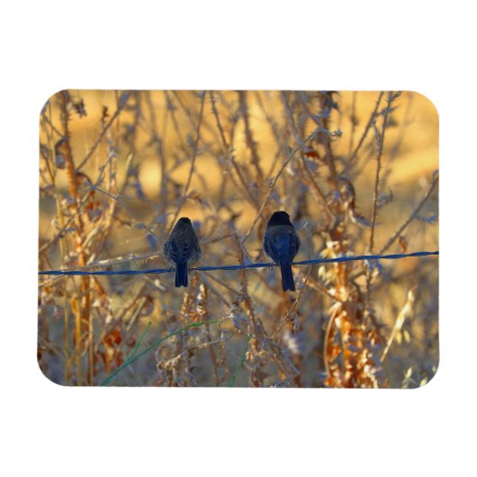 Romantisch koppel dunwandige vogel op een draad, 3 magneet (Horizontaal)