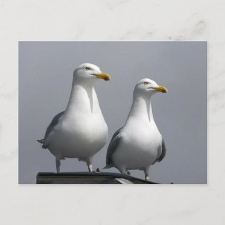 Romantisch paar zeemeeuwen, sombere Schotse Isle o Briefkaart