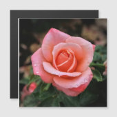 Romantisch Roos Botanische kunst Print (Voorkant / Achterkant)