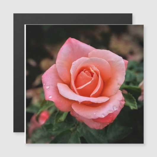 Romantisch Roos Botanische kunst Print (Voorkant / Achterkant)