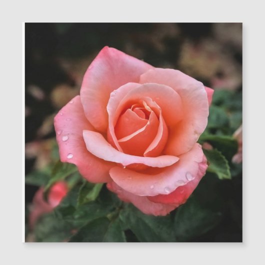 Romantisch Roos Botanische kunst Print (Voorkant)