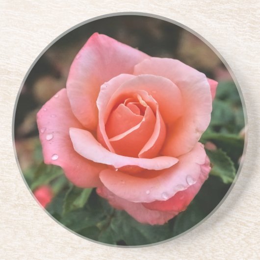 Romantisch Roos Botanische kunst Print Zandsteen Onderzetter (Voorkant)