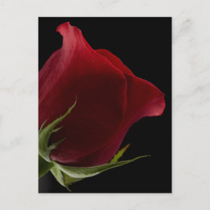Romantisch Roos Briefkaart