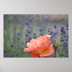 Romantisch Roos en lavender Poster