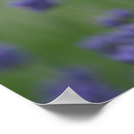 Romantisch Roos en lavender Poster (Hoek)