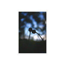 Romantische Bloemen – Botanische Fantasy Boho
