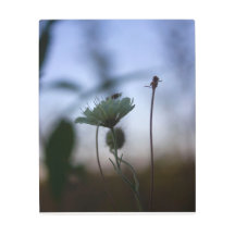 Romantische bomen & bloemen – Botanische fantasie