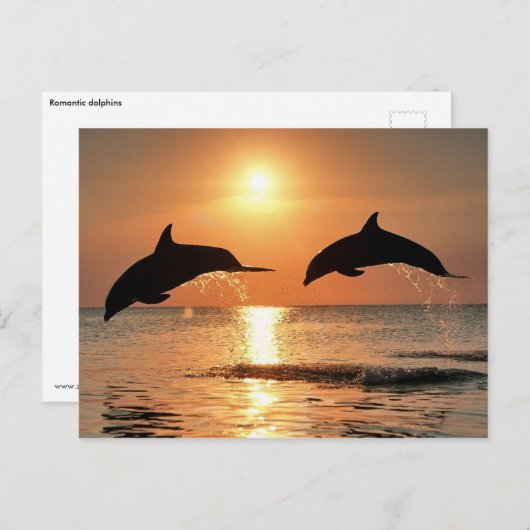 Romantische dolfijnen briefkaart (Voorkant / Achterkant)