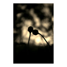 Romantische droomvolle bloemen – Botanische fantas